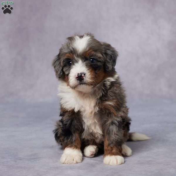 Cici, Mini Bernedoodle Puppy